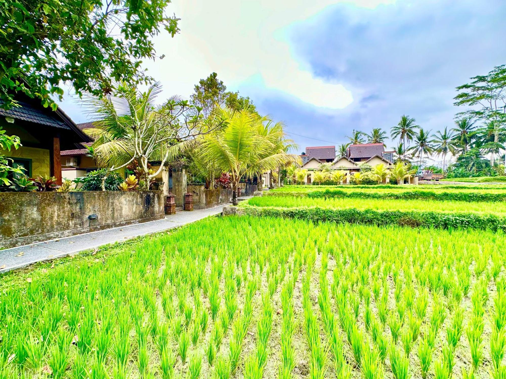 Dupa Ubud Екстериор снимка