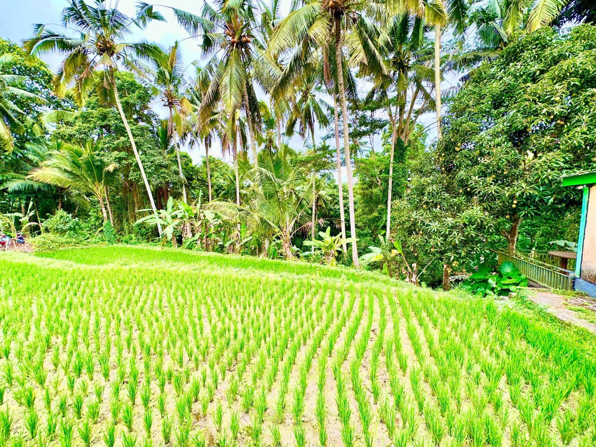 Dupa Ubud Екстериор снимка